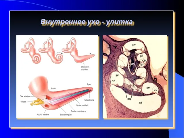 Внутреннее ухо - улитка