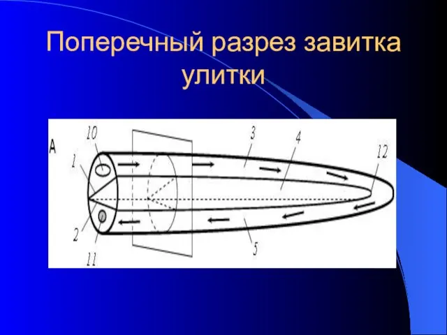 Поперечный разрез завитка улитки