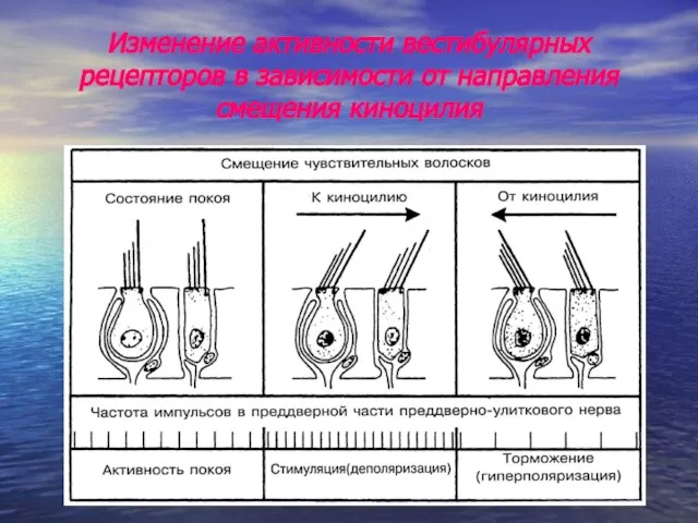 Изменение активности вестибулярных рецепторов в зависимости от направления смещения киноцилия