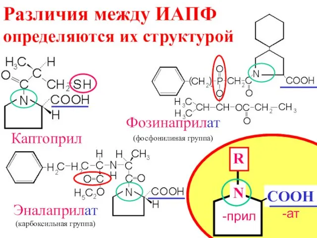 Каптоприл Фозинаприлат (фосфонилиная группа) Эналаприлат (карбоксильная группа) Различия между ИАПФ определяются