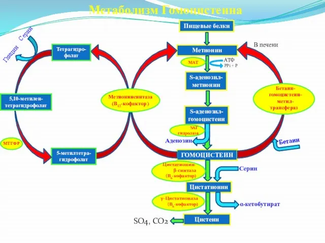 Метаболизм Гомоцистеина АТФ Аденозин Бетаин Серин Глицин В печени SO4, CO2