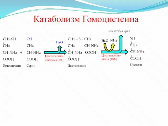 Катаболизм Гомоцистеина CH2-SH CH2 CH-NH2 COOH Гомоцистеин + OH CH2 CH-NH2