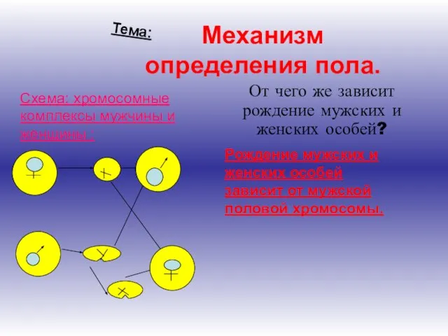 Механизм определения пола. От чего же зависит рождение мужских и женских