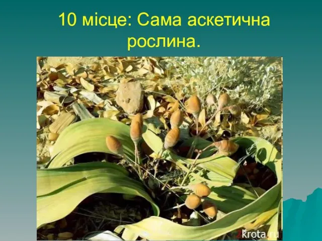 10 місце: Сама аскетична рослина. Вельвичия - росте на півдні Африки,