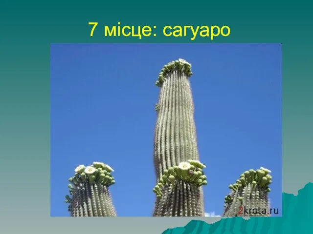 7 місце: сагуаро найбільший кактус у світі, сагуаро, росте в Мексиці