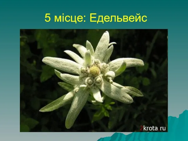 5 місце: Едельвейс найромантичніша рослина - Едельвейс. Насправді йдеться не про