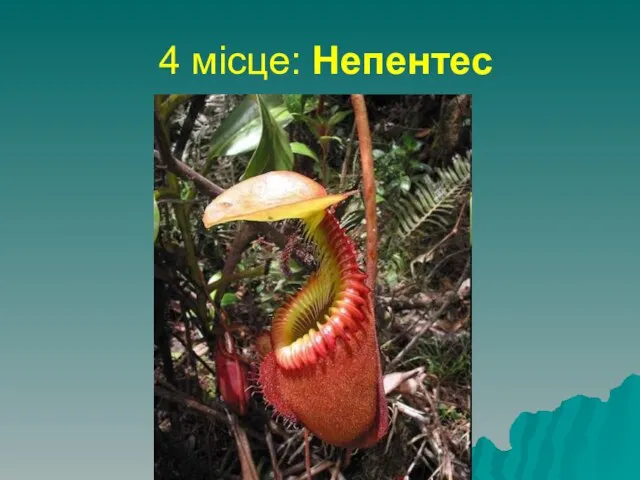 4 місце: Непентес найбільша хижа рослина, здатна переварювати найбільшу здобич відноситься