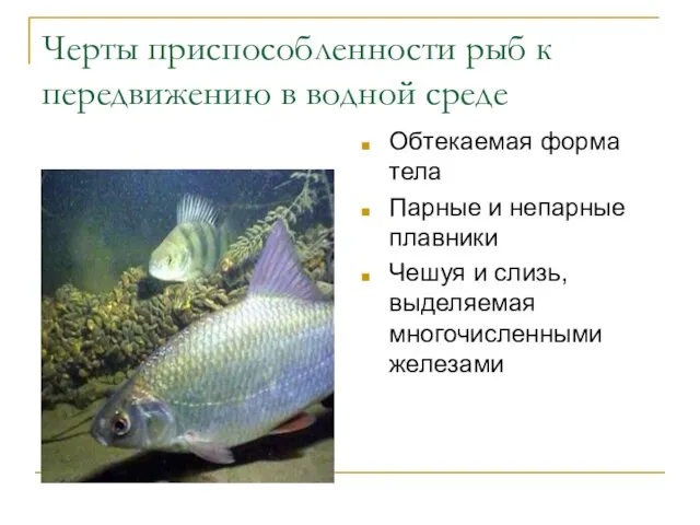 Черты приспособленности рыб к передвижению в водной среде Обтекаемая форма тела
