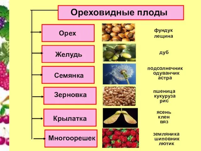 Ореховидные плоды Орех Семянка Желудь Зерновка Крылатка Многоорешек вяз ясень лютик