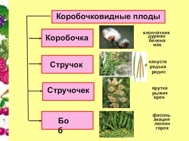 Коробочковидные плоды Коробочка Стручочек Стручок Боб дурман белена мак капуста редька