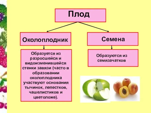 Плод Околоплодник Семена Образуется из разросшейся и видоизменившейся стенки завязи (часто