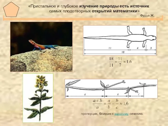 пропорции, близкие к золотому сечению. «Пристальное и глубокое изучение природы есть