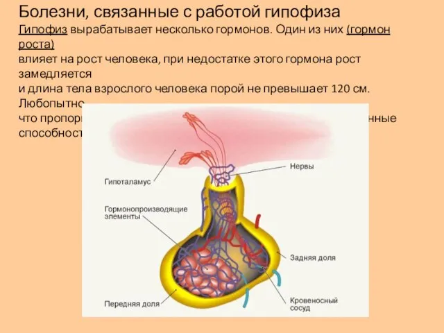 Болезни, связанные с работой гипофиза Гипофиз вырабатывает несколько гормонов. Один из