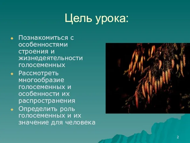 Цель урока: Познакомиться с особенностями строения и жизнедеятельности голосеменных Рассмотреть многообразие