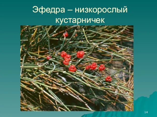 Эфедра – низкорослый кустарничек