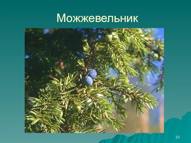 Можжевельник