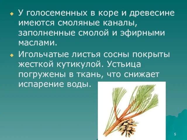 У голосеменных в коре и древесине имеются смоляные каналы, заполненные смолой