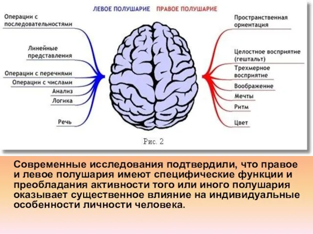 Современные исследования подтвердили, что правое и левое полушария имеют специфические функции