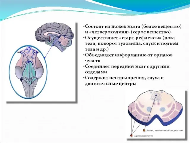 Состоит из ножек мозга (белое вещество) и «четверохолмия» (серое вещество). Осуществляет