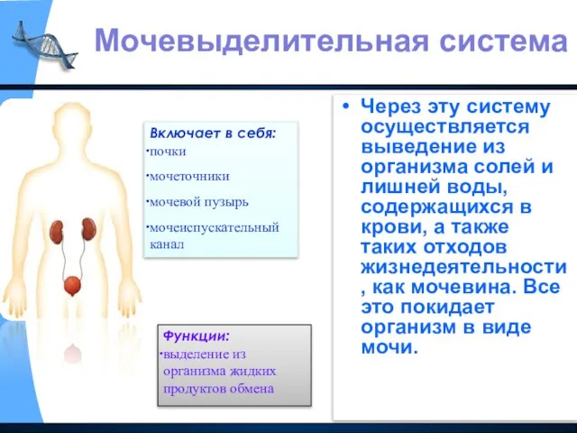 Через эту систему осуществляется выведение из организма солей и лишней воды,