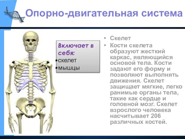 Скелет Кости скелета образуют жесткий каркас, являющийся основой тела. Кости задают