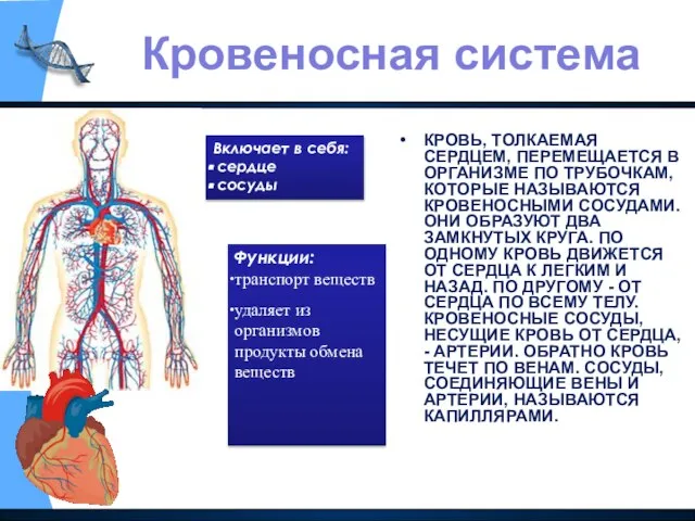 КРОВЬ, ТОЛКАЕМАЯ СЕРДЦЕМ, ПЕРЕМЕЩАЕТСЯ В ОРГАНИЗМЕ ПО ТРУБОЧКАМ, КОТОРЫЕ НАЗЫВАЮТСЯ КРОВЕНОСНЫМИ