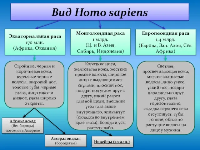 Вид Homo sapiens Экваториальная раса 170 млн. (Африка, Океания) Европеоидная раса