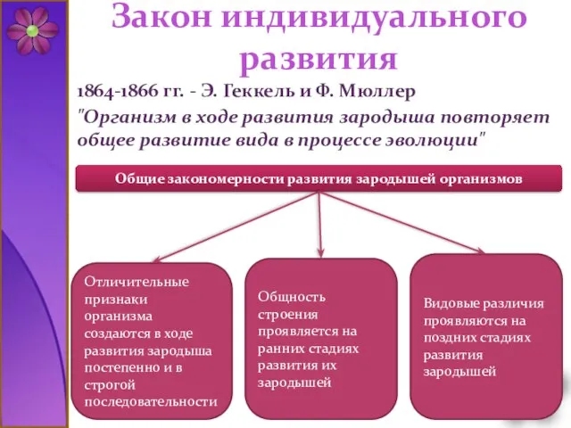 Закон индивидуального развития 1864-1866 гг. - Э. Геккель и Ф. Мюллер