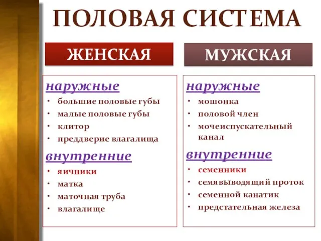 ПОЛОВАЯ СИСТЕМА наружные большие половые губы малые половые губы клитор преддверие