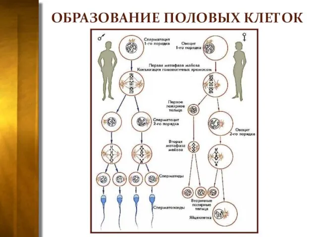 ОБРАЗОВАНИЕ ПОЛОВЫХ КЛЕТОК