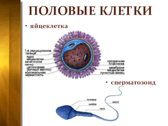 ПОЛОВЫЕ КЛЕТКИ яйцеклетка сперматозоид