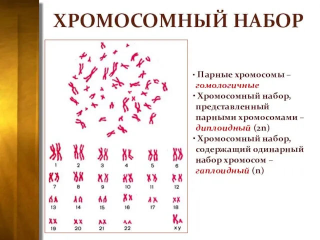 ХРОМОСОМНЫЙ НАБОР Парные хромосомы – гомологичные Хромосомный набор, представленный парными хромосомами