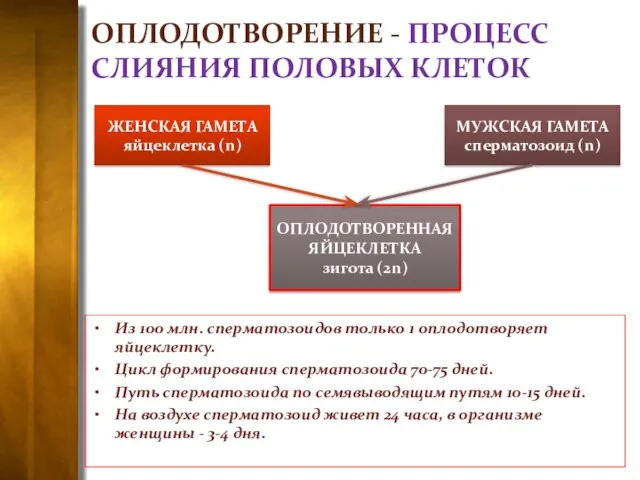 ОПЛОДОТВОРЕНИЕ - ПРОЦЕСС СЛИЯНИЯ ПОЛОВЫХ КЛЕТОК Из 100 млн. сперматозоидов только