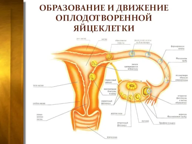 ОБРАЗОВАНИЕ И ДВИЖЕНИЕ ОПЛОДОТВОРЕННОЙ ЯЙЦЕКЛЕТКИ