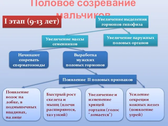 Половое созревание мальчиков I этап (9-13 лет) Увеличение выделения гормонов гипофиза