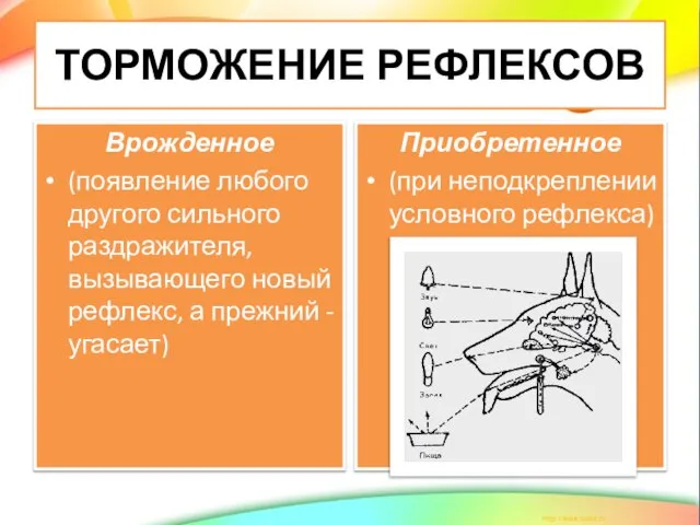 ТОРМОЖЕНИЕ РЕФЛЕКСОВ Врожденное (появление любого другого сильного раздражителя, вызывающего новый рефлекс,