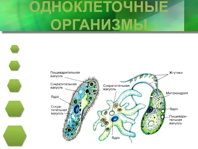 ОДНОКЛЕТОЧНЫЕ ОРГАНИЗМЫ Питательные вещества перемещаются, так же как и в клетках