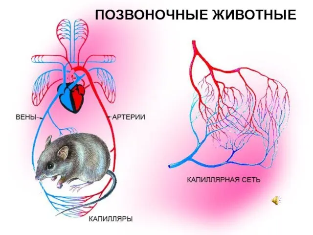 ПОЗВОНОЧНЫЕ ЖИВОТНЫЕ