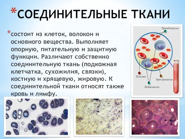 СОЕДИНИТЕЛЬНЫЕ ТКАНИ состоит из клеток, волокон и основного вещества. Выполняет опорную,