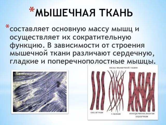 МЫШЕЧНАЯ ТКАНЬ составляет основную массу мышц и осуществляет их сократительную функцию.