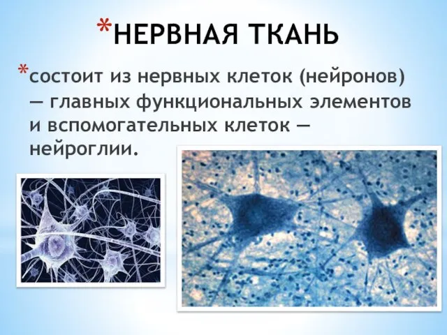 состоит из нервных клеток (нейронов) — главных функциональных элементов и вспомогательных клеток — нейроглии. НЕРВНАЯ ТКАНЬ