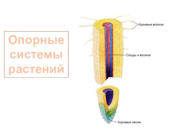 Опорные системы растений