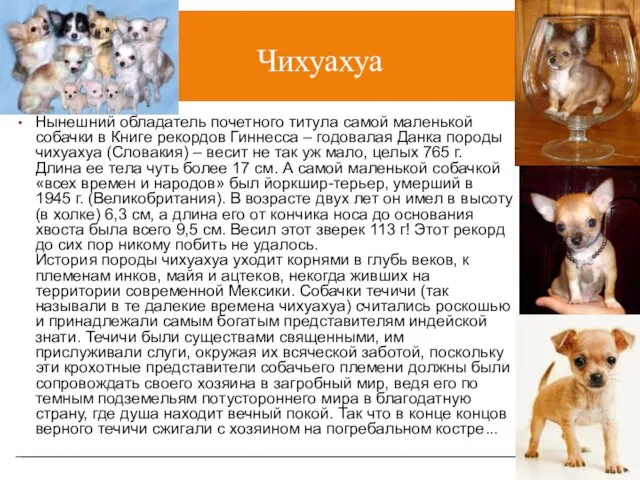 Чихуахуа Нынешний обладатель почетного титула самой маленькой собачки в Книге рекордов