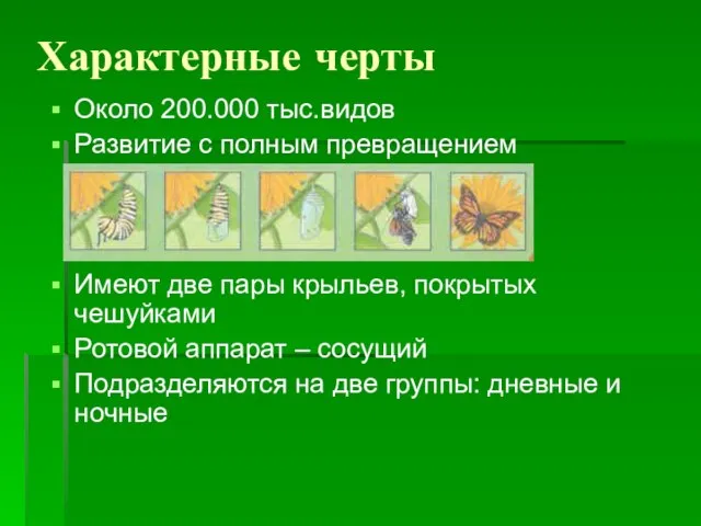 Характерные черты Около 200.000 тыс.видов Развитие с полным превращением Имеют две