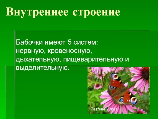 Внутреннее строение Бабочки имеют 5 систем: нервную, кровеносную, дыхательную, пищеварительную и выделительную. Павлиний глаз