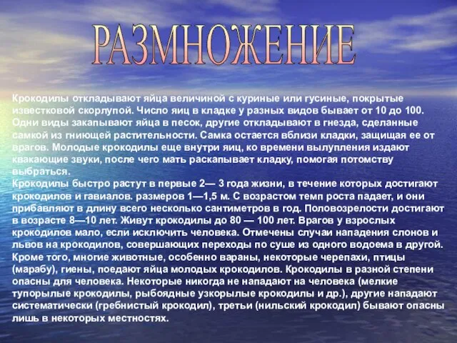 РАЗМНОЖЕНИЕ Крокодилы откладывают яйца величиной с куриные или гусиные, покрытые известковой