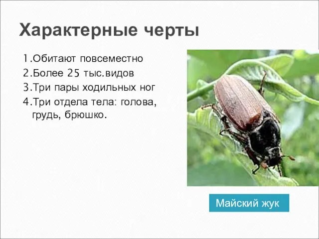 Характерные черты Майский жук 1.Обитают повсеместно 2.Более 25 тыс.видов 3.Три пары