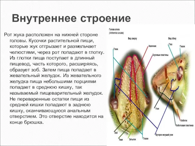 Внутреннее строение Рот жука расположен на нижней стороне головы. Кусочки растительной