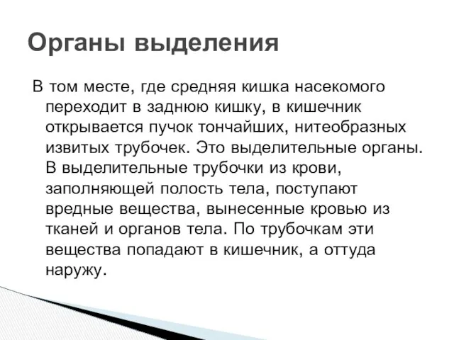 В том месте, где средняя кишка насекомого переходит в заднюю кишку,