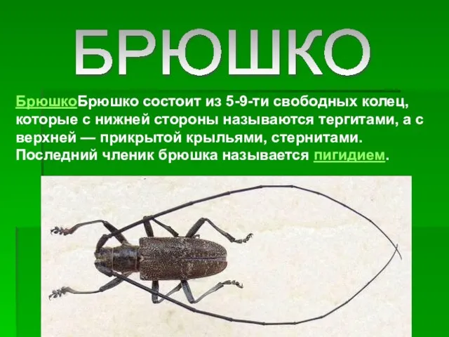 БРЮШКО БрюшкоБрюшко состоит из 5-9-ти свободных колец, которые с нижней стороны